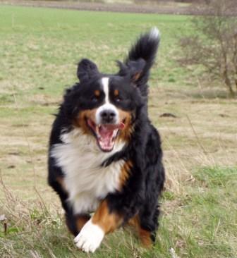 Bilbo p&aring; tur 2008