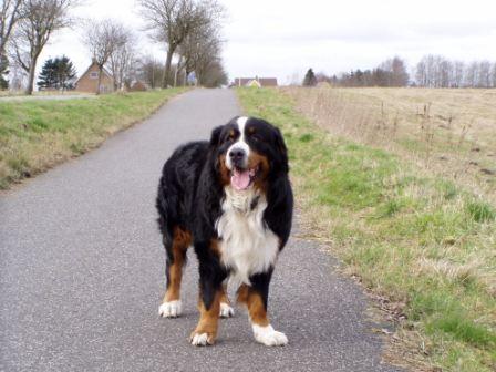 Bilbo ved at l&aelig;re at st&aring;