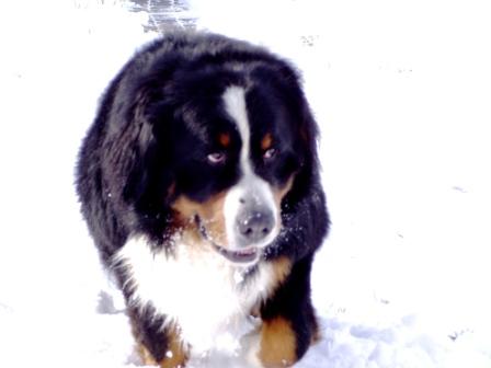 Bilbo i sneen p&aring;sken 24-03-2008