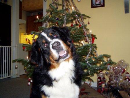 bilbo ved juletr&aelig; 2006